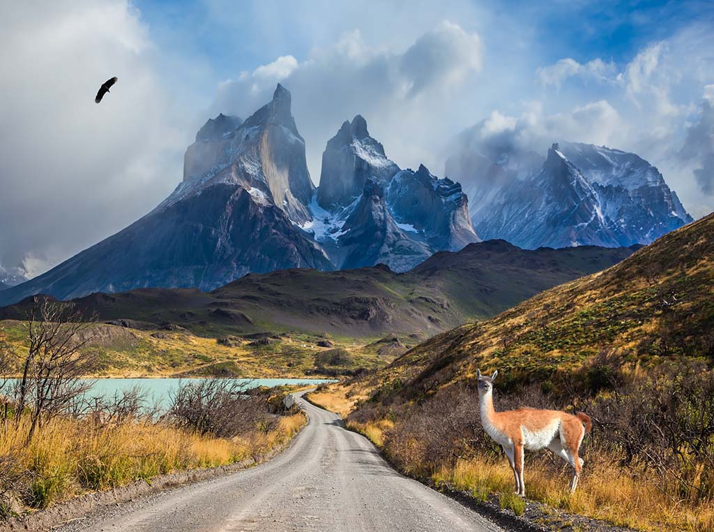 Guanaco on the Lake Pehoe - Composite Image - Patagonia Hero