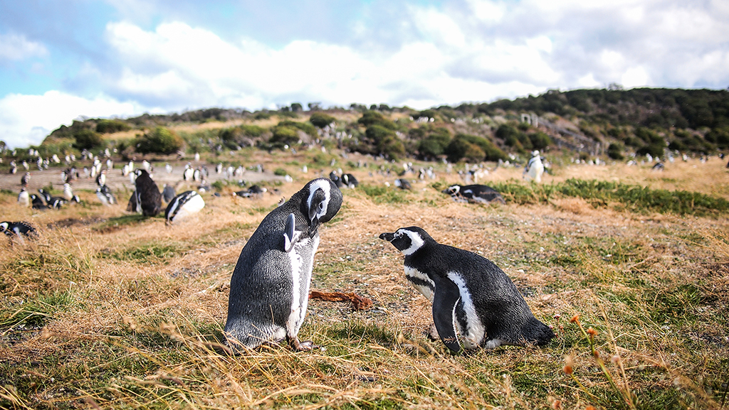 Meet the adorable penguins living across Patagonia