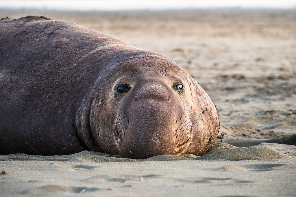 The Big 12 - Patagonia's Wildlife